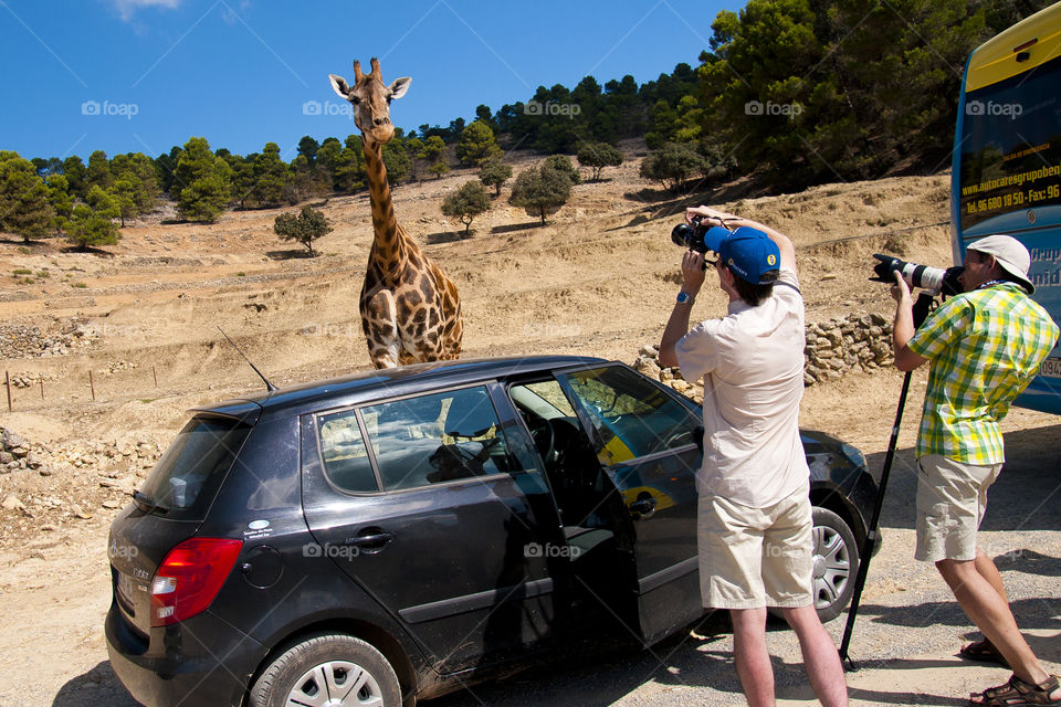 On the Safari