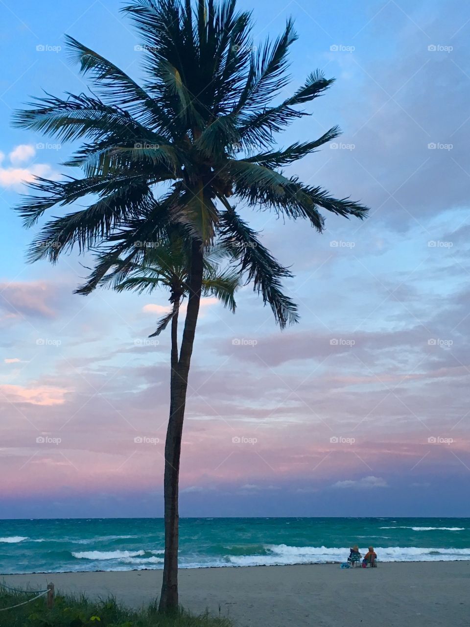 Sunset miami beach with palm trees