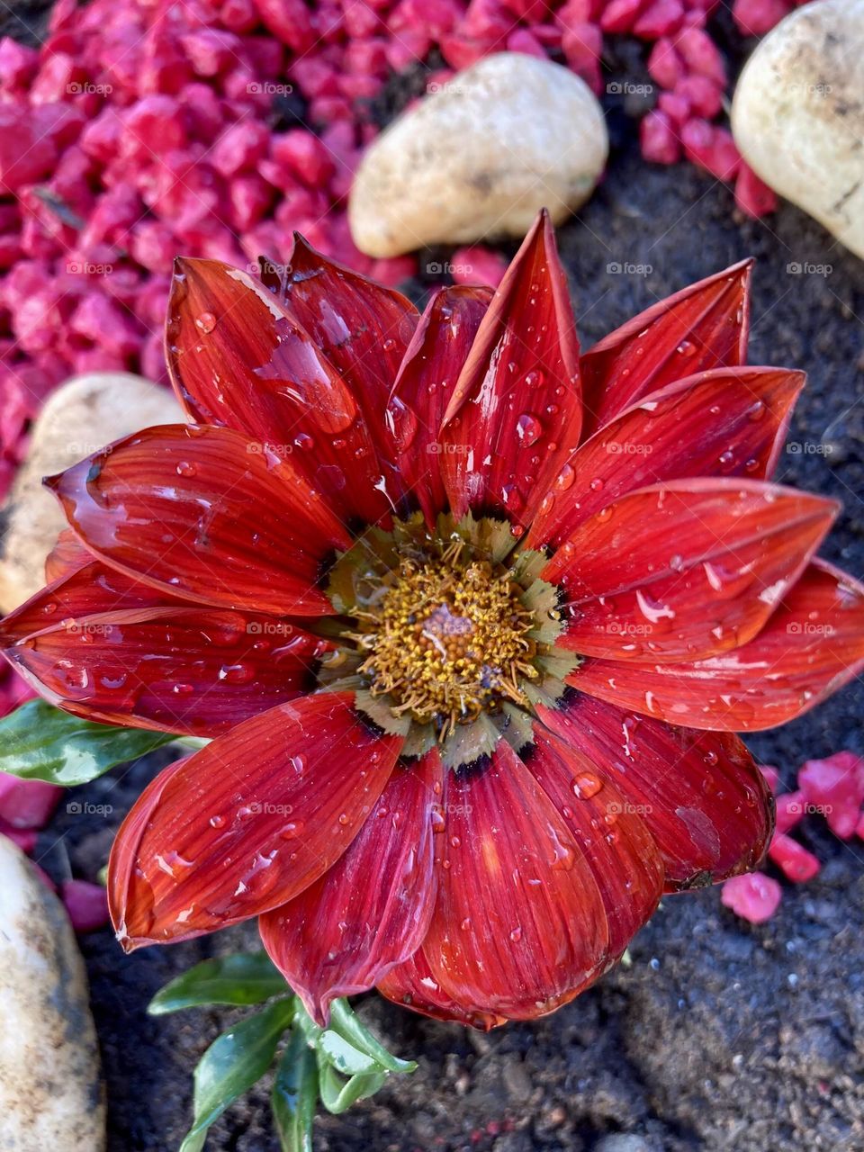 🌹 🇺🇸 Very beautiful flowers to brighten our day.  Live nature and its beauty. Did you like the delicate petals? / 🇧🇷 Flores muito bonitas para alegrar nosso dia. Viva a natureza e sua beleza. Gostaram das pétalas delicadas? 