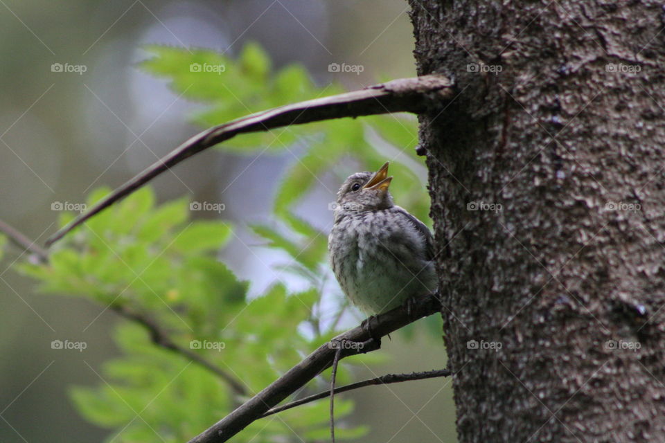 Bird on a tree branch in the forest