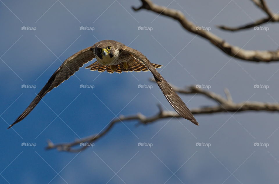 Perageen falcon flying at me on the hunt