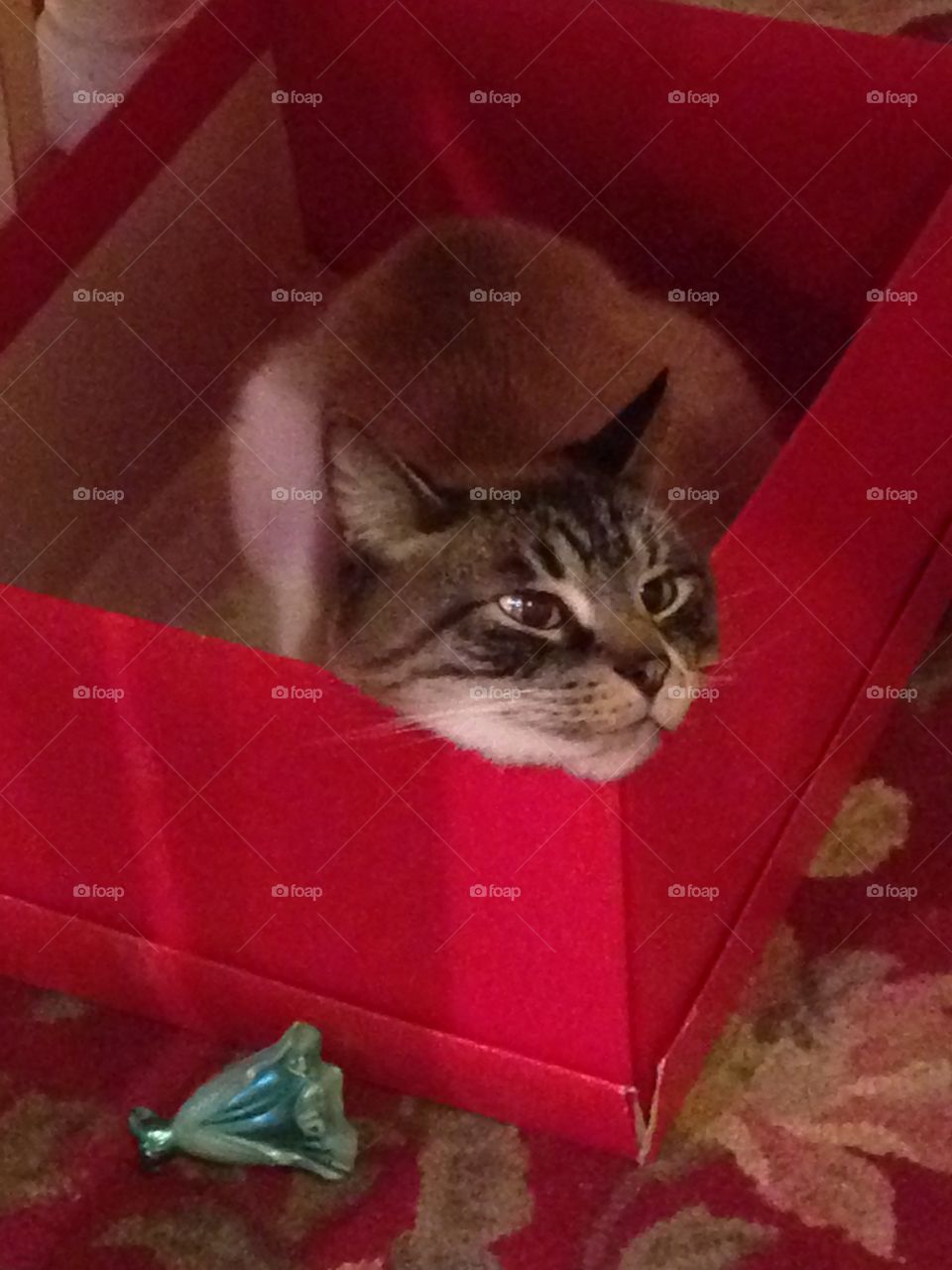 Cat in a box