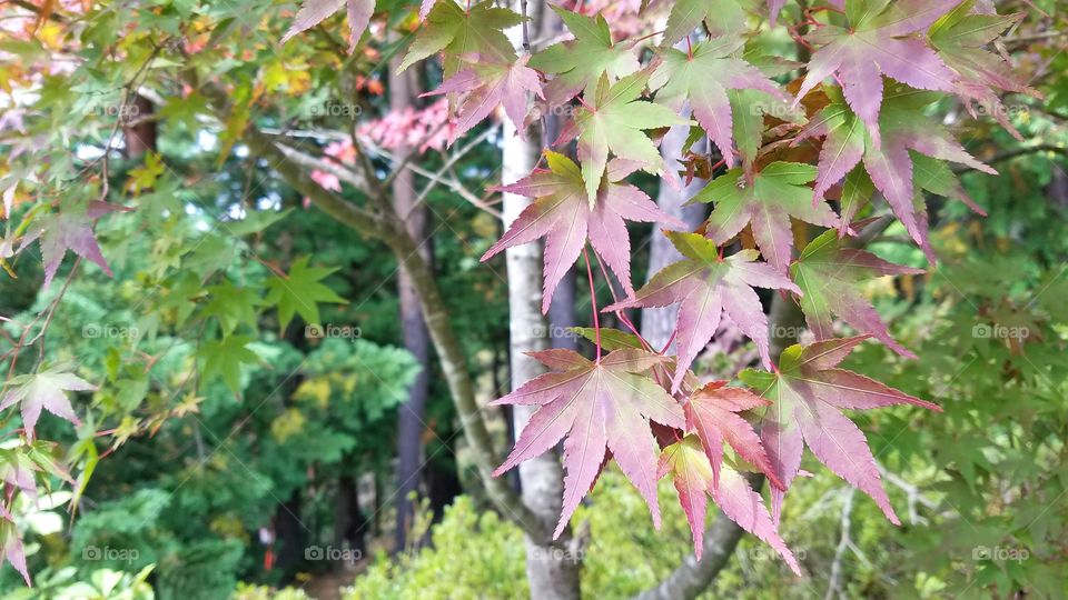 Japanese maple tree