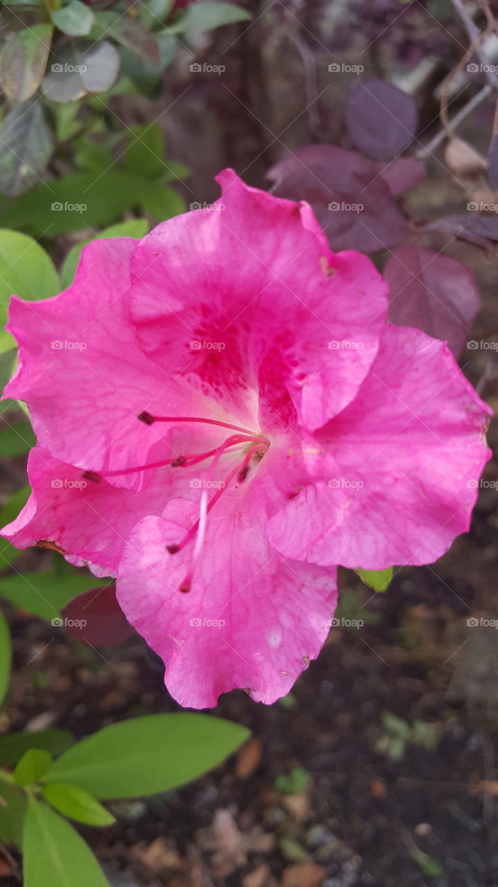 pink azalea
