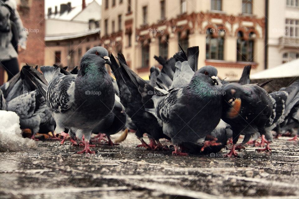 Pigeons on a 'food hunt' 
(Cracow) 