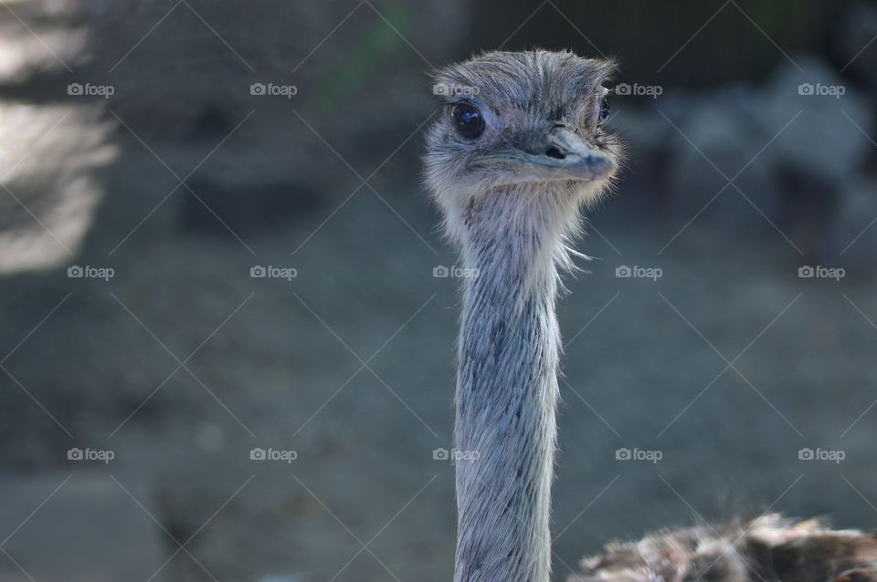 a curious ostrich