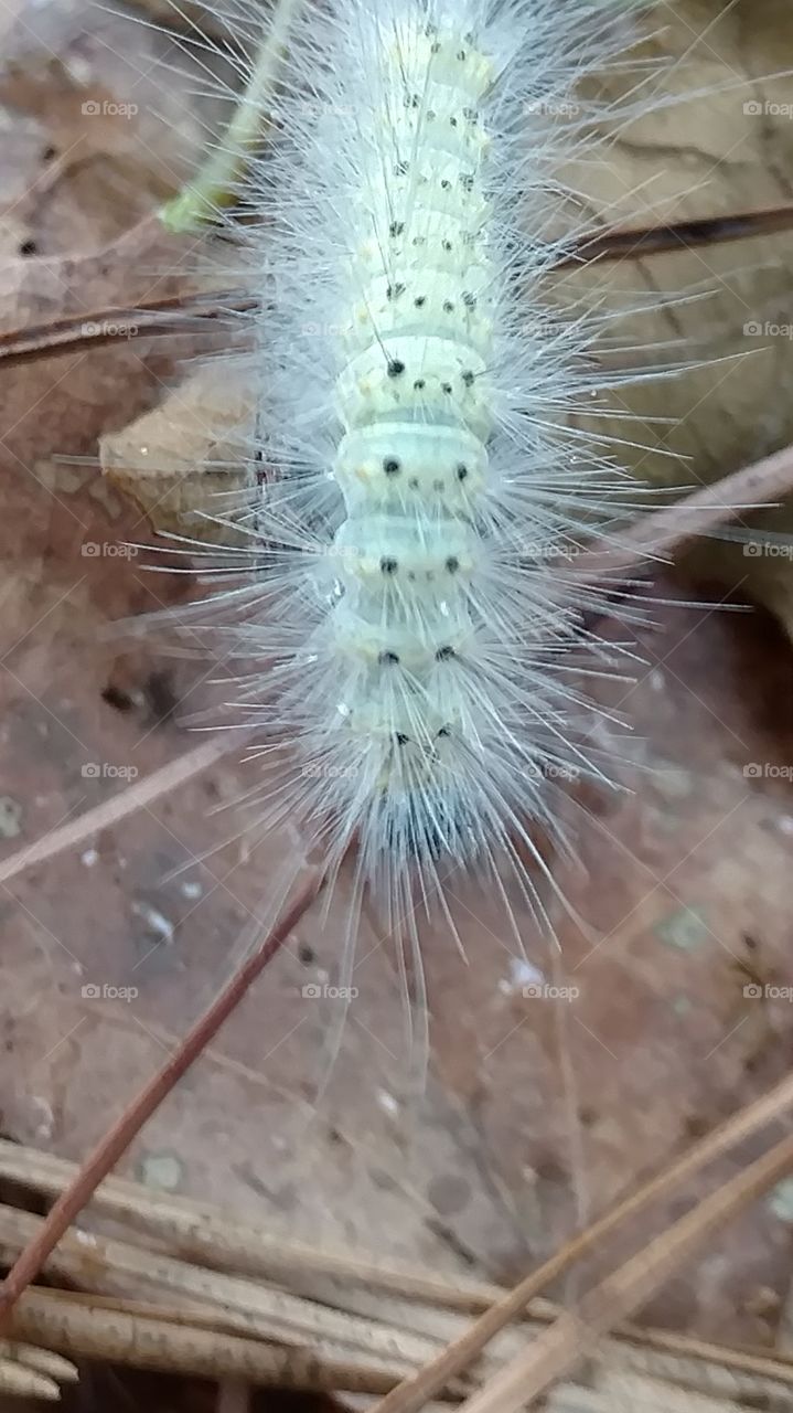 caterpillar that looks like it is glowing