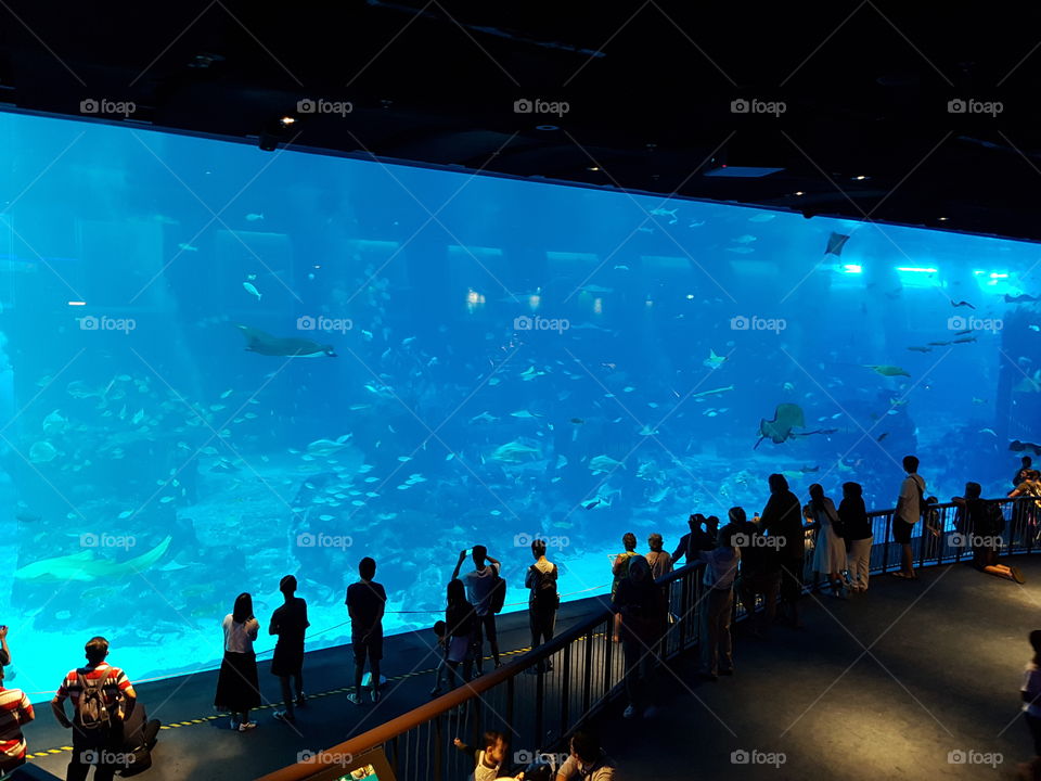 Gigantic aquarium