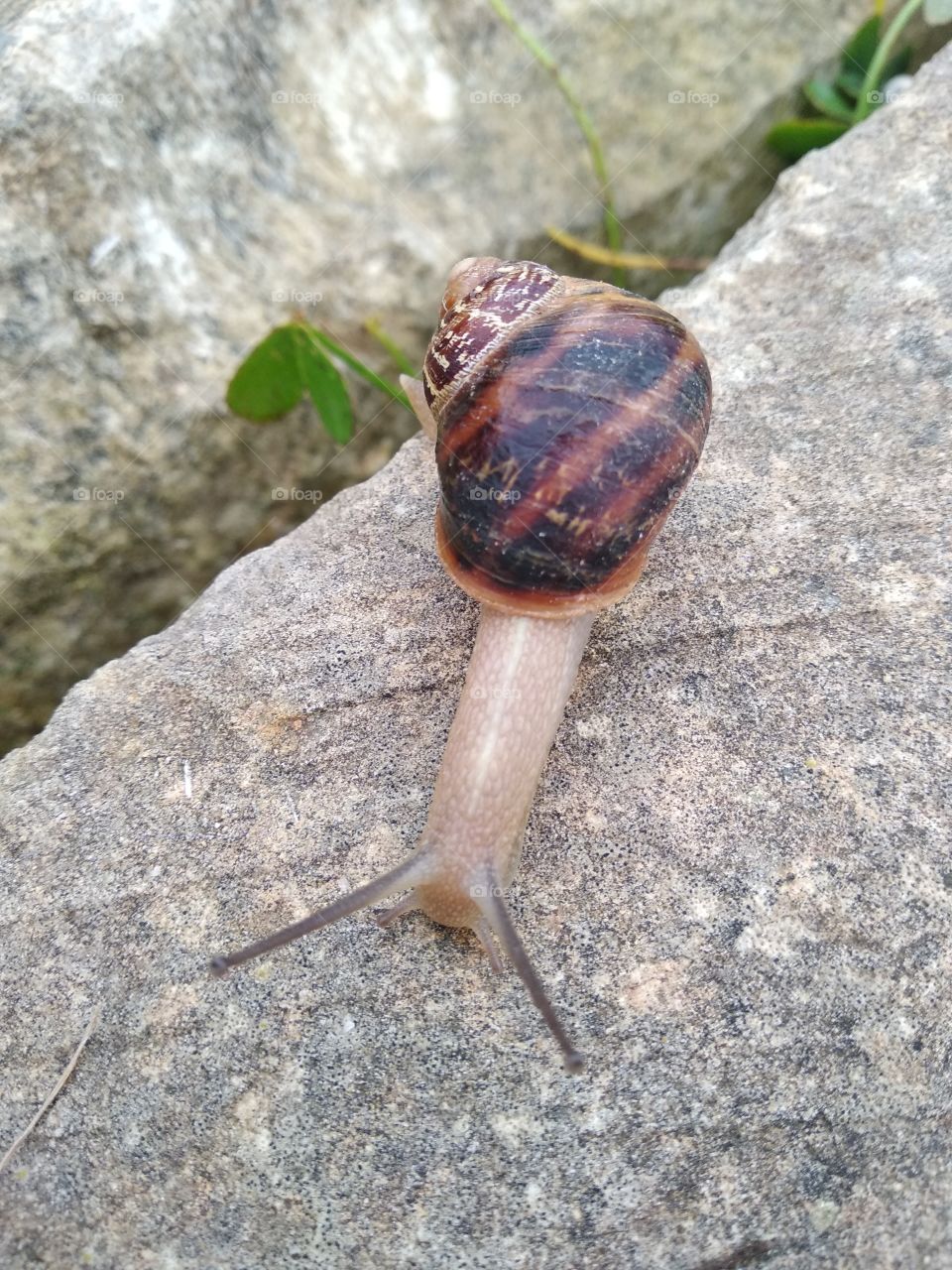 Snail