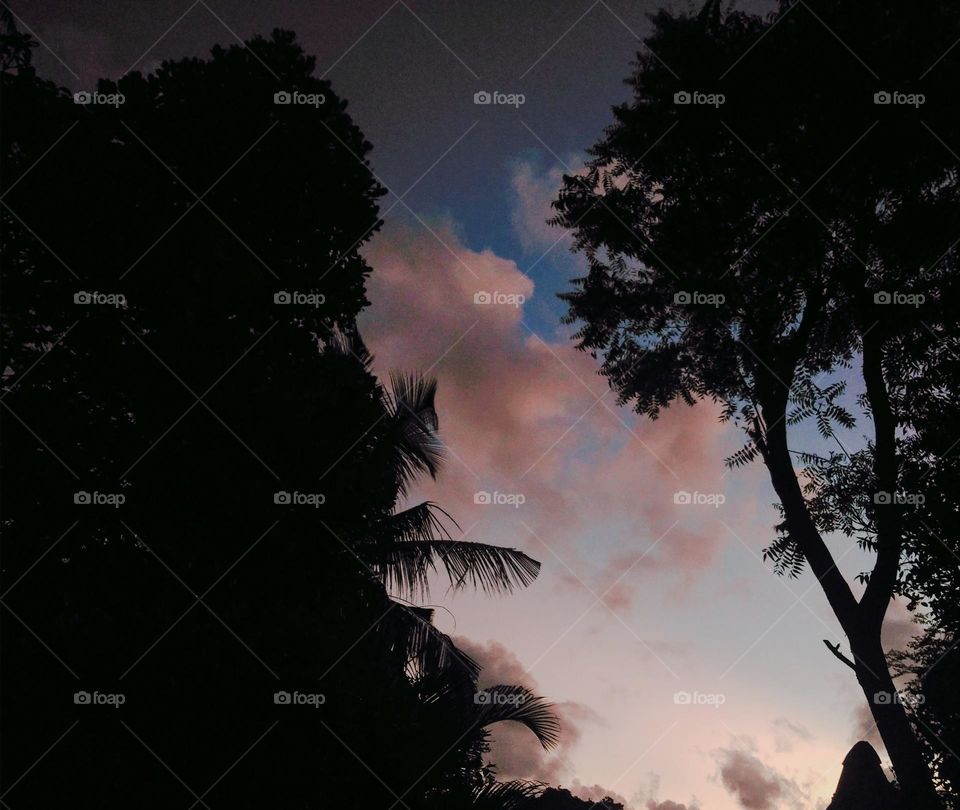 This is a capture of a morning sky with golden colour clouds. The surrounding background is dark and can be see the morning sky among trees. There is a coconut tree and some another trees to see.