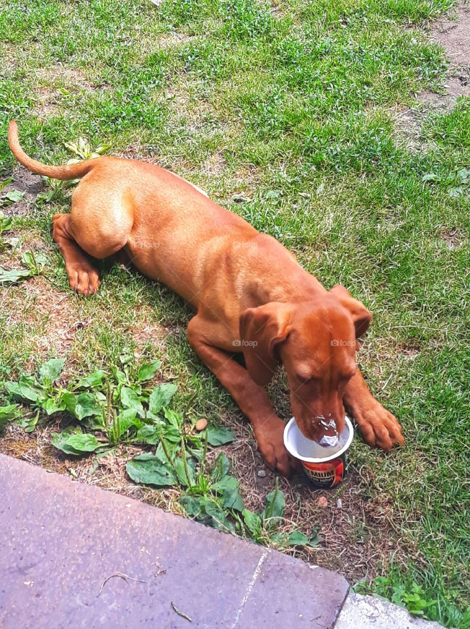Meal time for Tomi: today 's food-yogourt