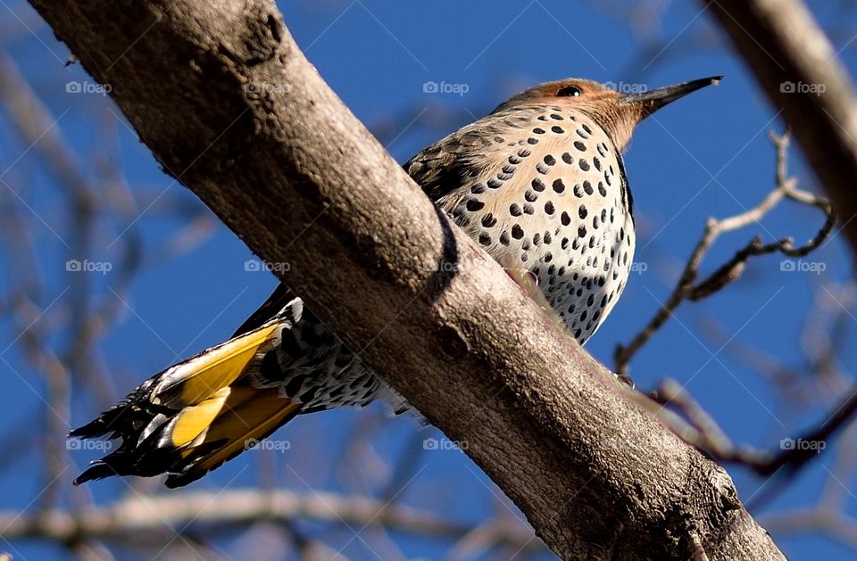 50mm lens took this (technically 75mm but still)