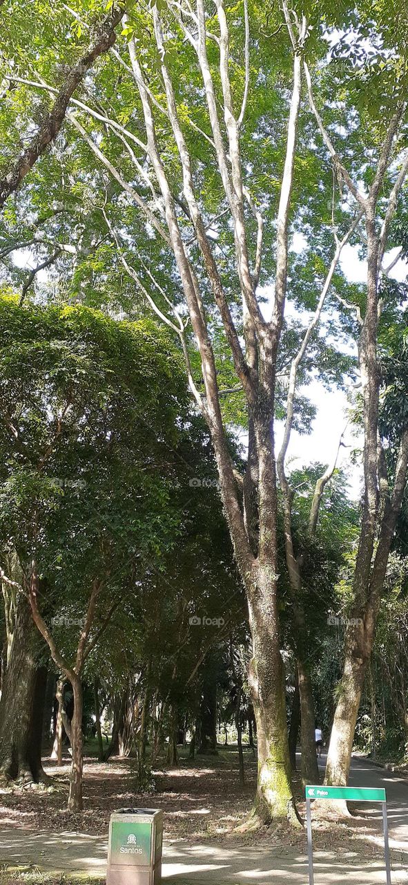 Jardim Botânico de Santos