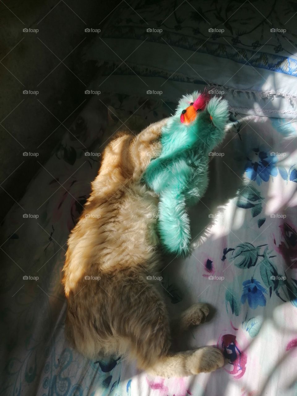 He loves to play with his teddy when he going to Sleeeeep😸😸😻😻