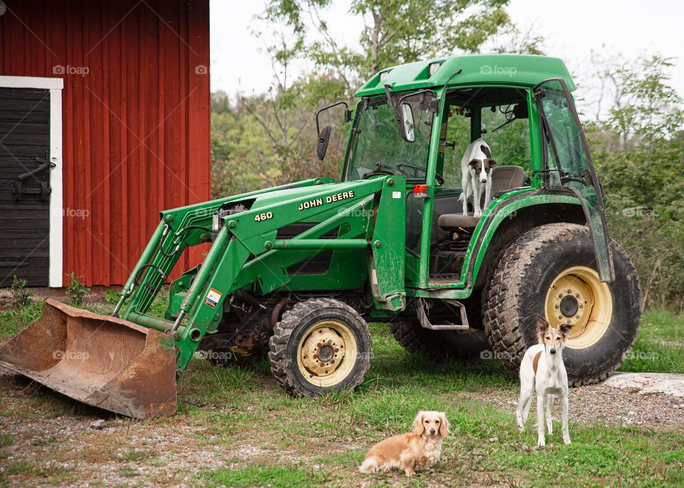 Farmer dogs