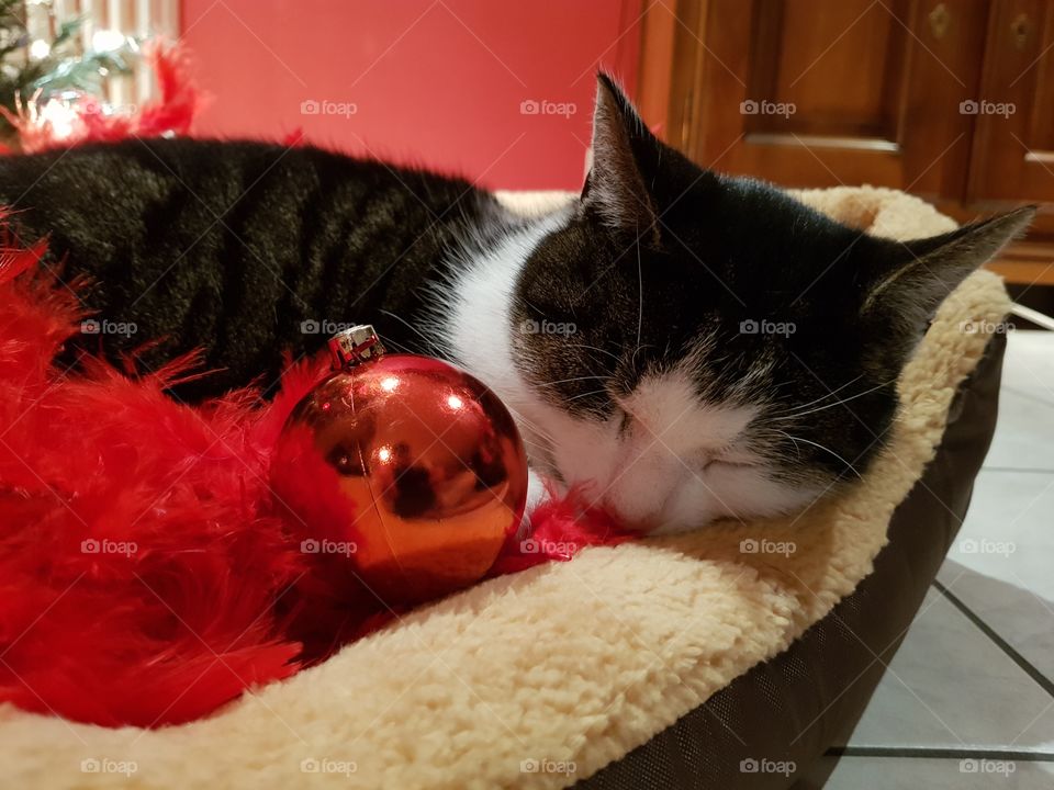 sleeping cat christmas boa
