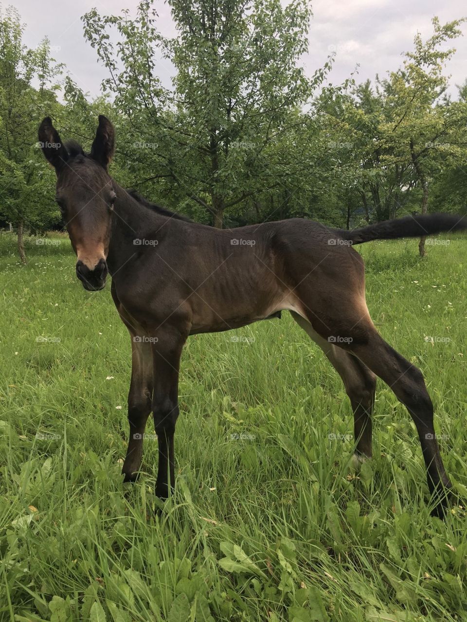Two weeks old colt