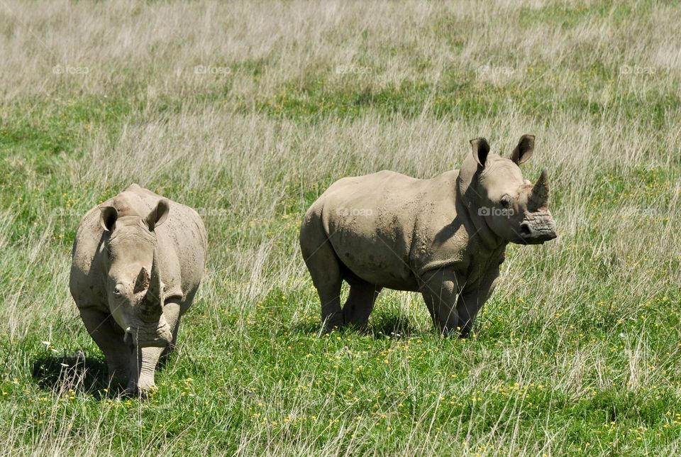 Two Rhinoceros in a field