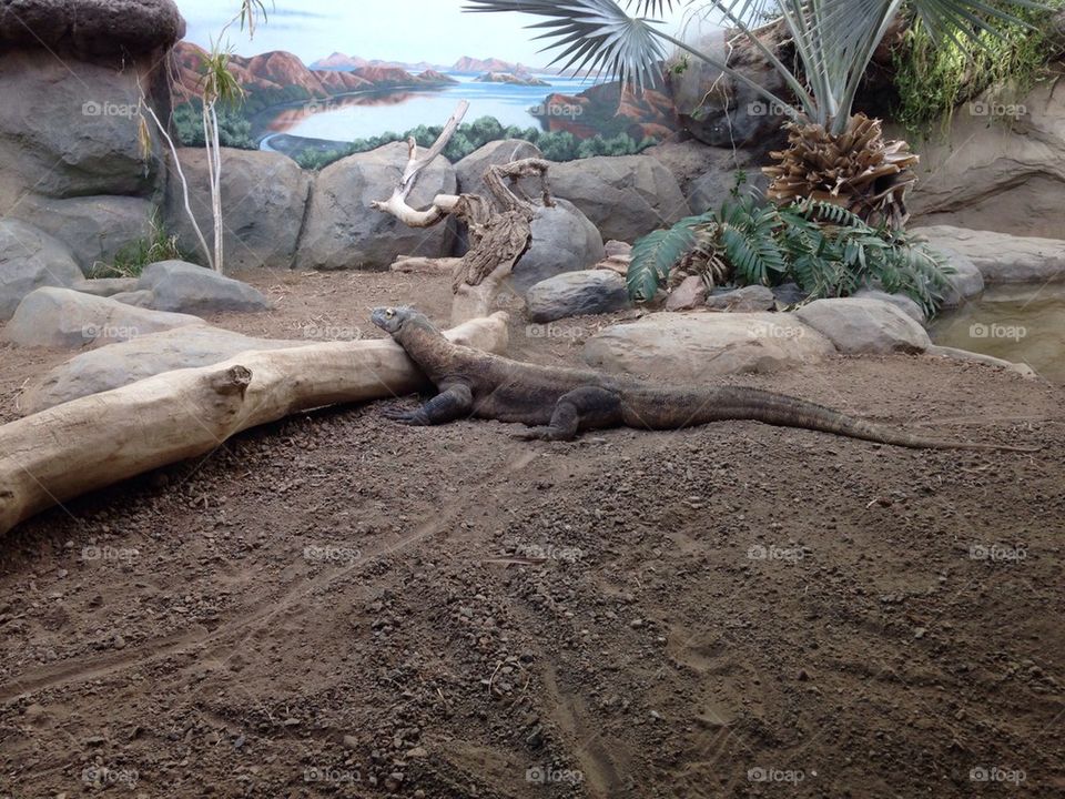 Komodo Dragon
