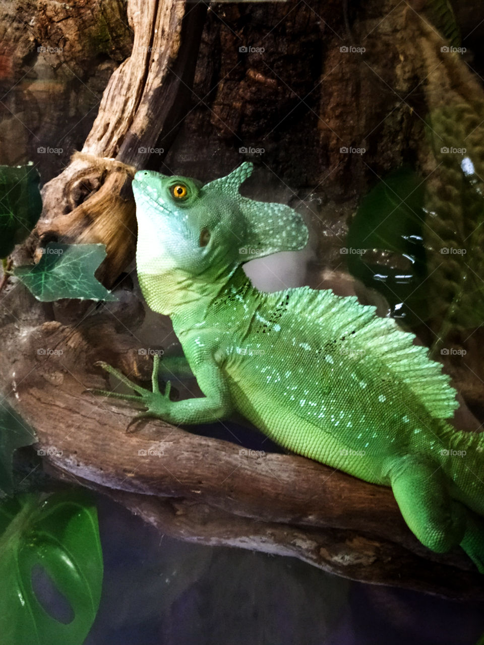 "Helmet Basilisk" - a day lizard that sits on a tree branch