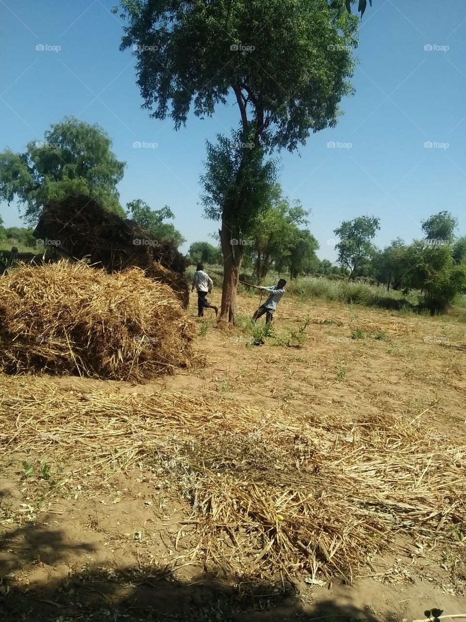 Rajasthan india farming