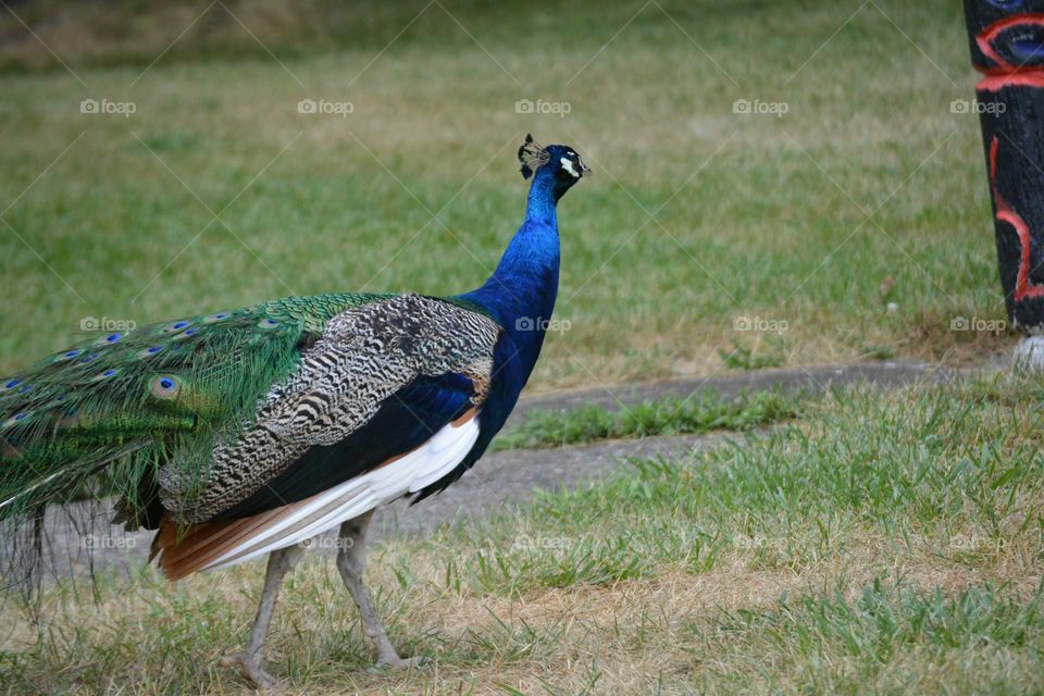 Peacock