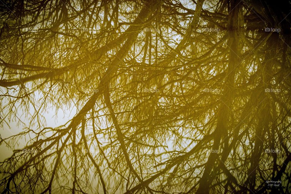 Tree Reflection 