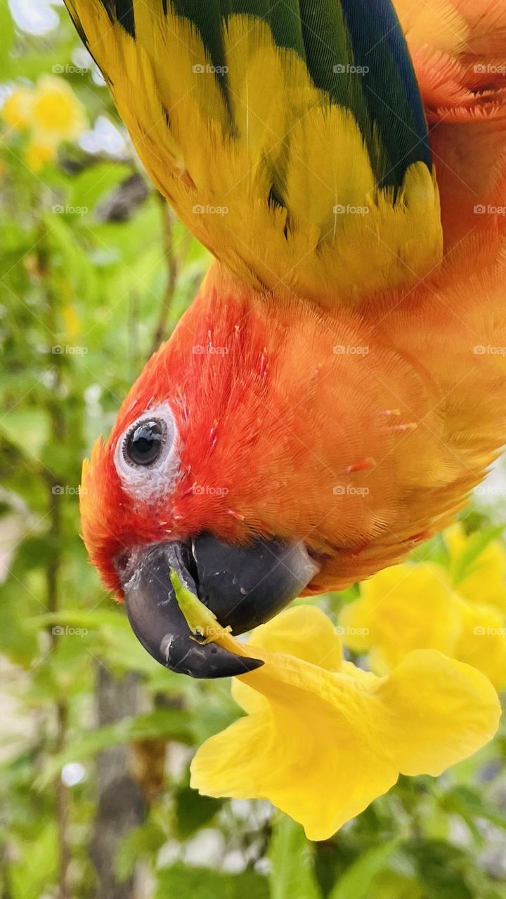 Birds and bees beauty