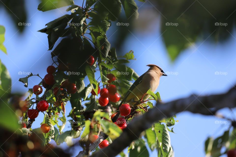 Bird on a cherry tree