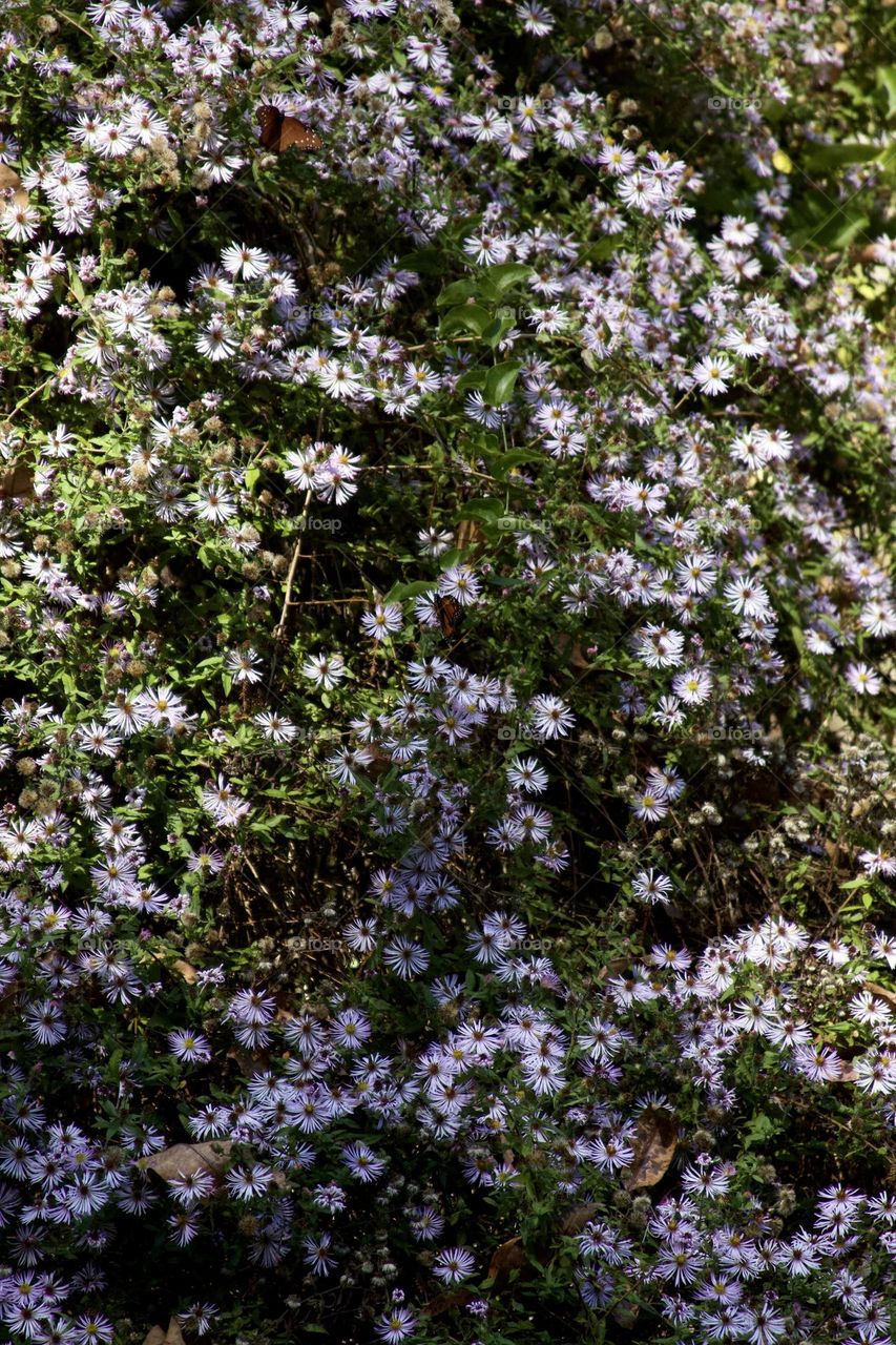 Wildflowers Along the Hillsborough River