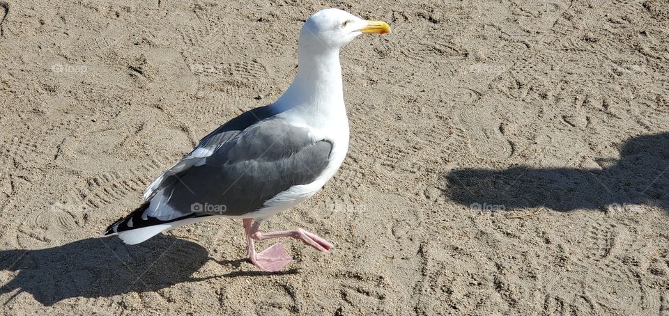 Seagull