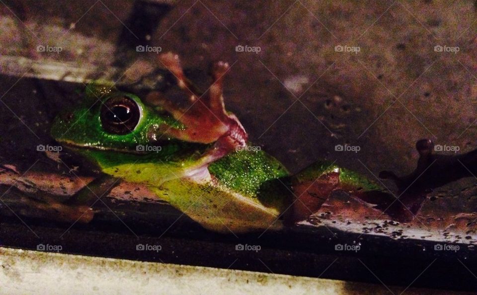 Frog on glass door 