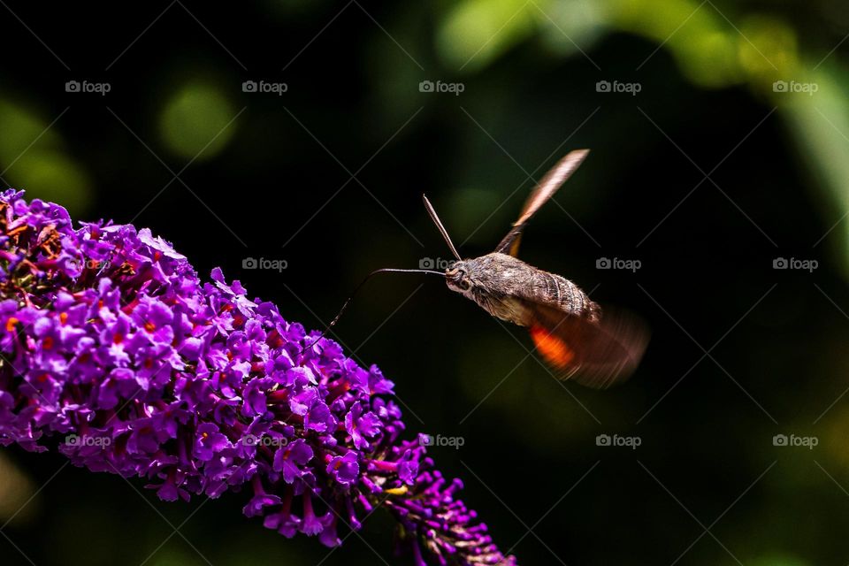 A macro action portrait of a flying hummingbird butterfly collecting pollen from a butterfly bush while hovering over the plant.