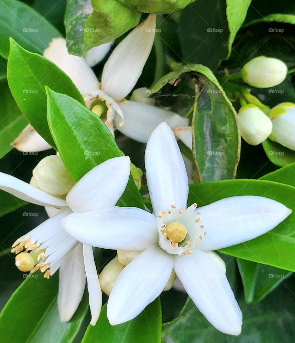 Orange Blossoms on a Tree