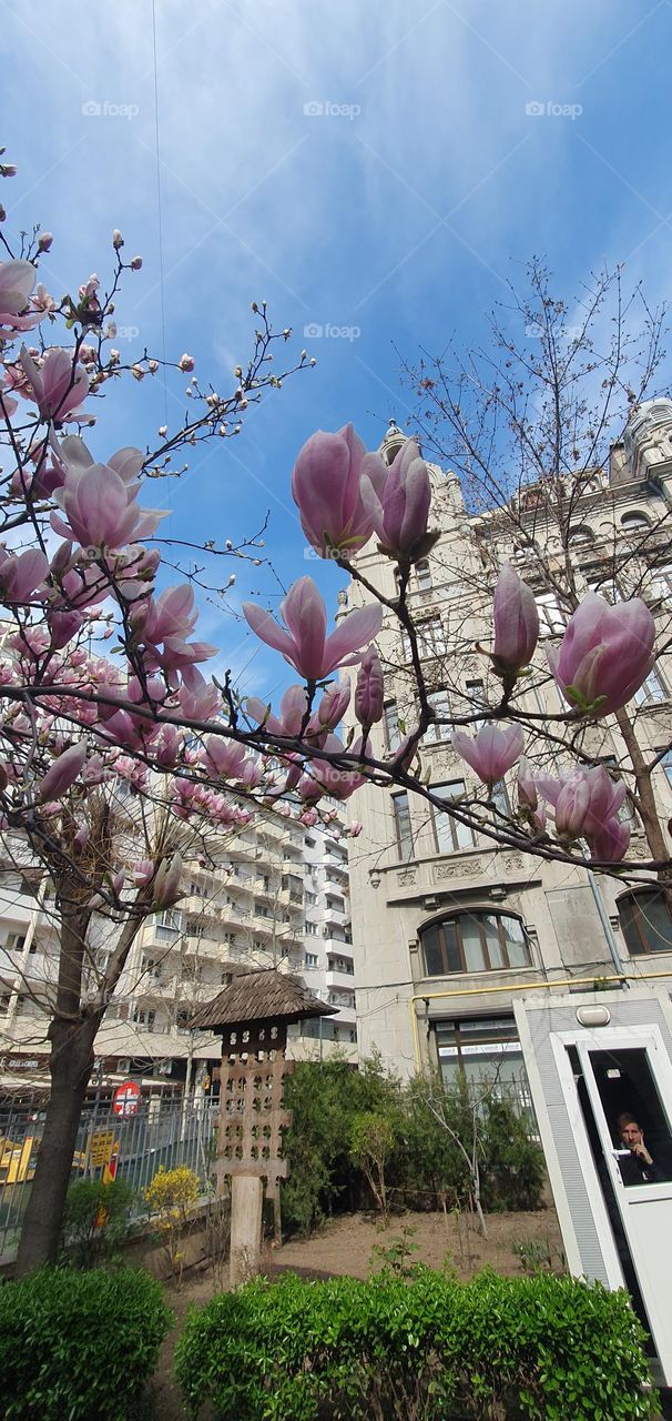 Pink flowers in the city