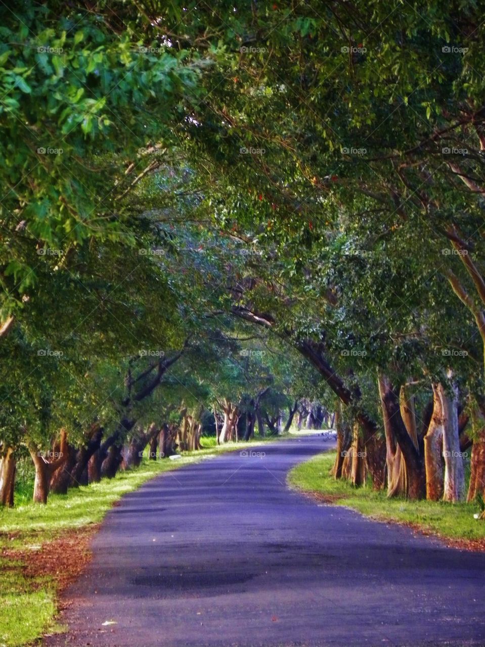 beautiful road