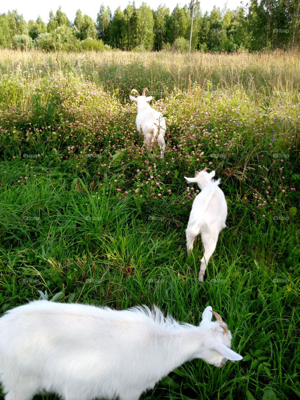 козы на пастбище