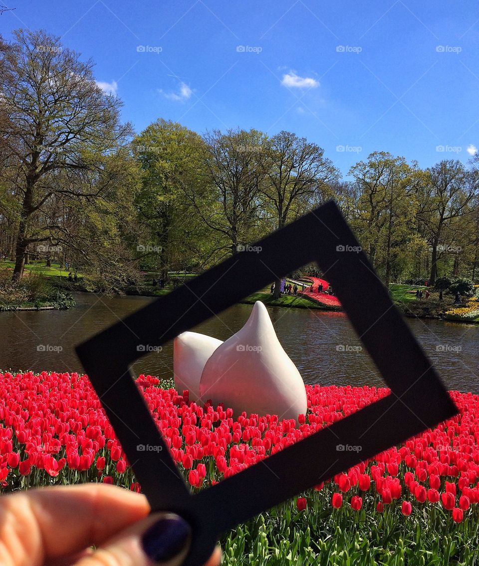 Tulips in a frame