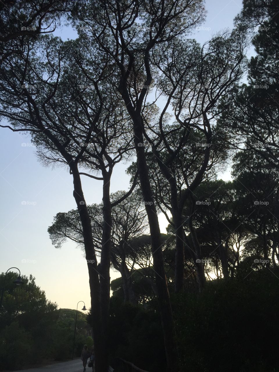 Tree, No Person, Landscape, Dawn, Wood