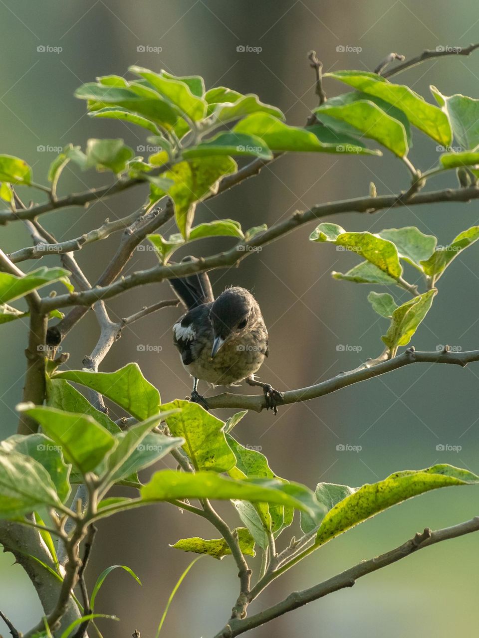 Beautiful magpie robin