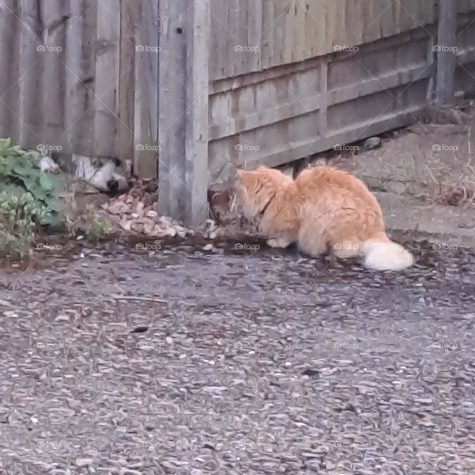 funny dog and cat other side of fence