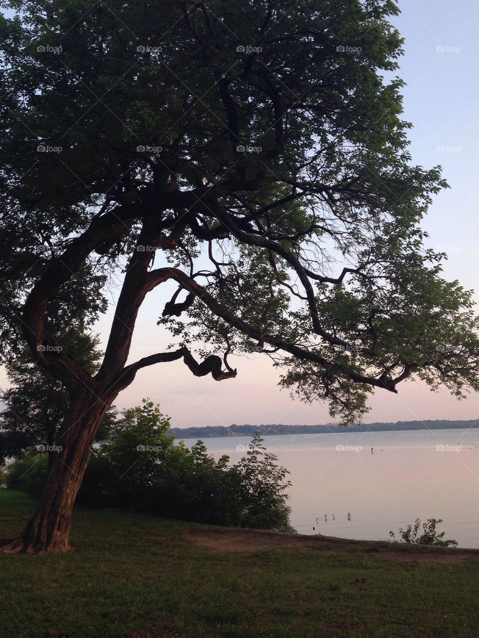 Tree at white rock lake