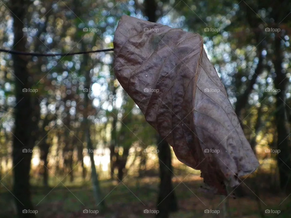 leaf