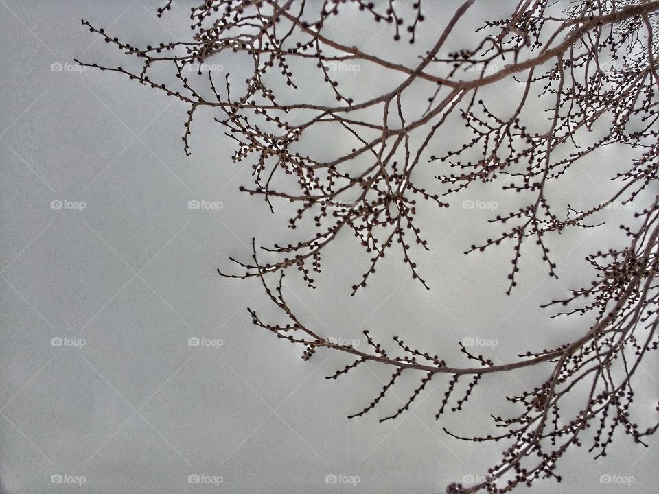 Tree Limbs Against a Gray Sky