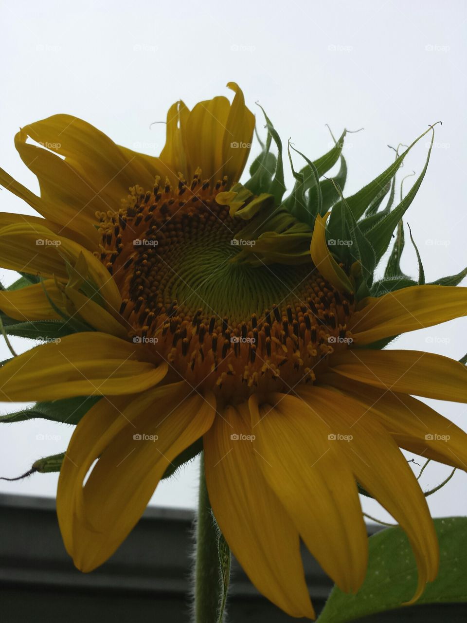 sunflower blooming