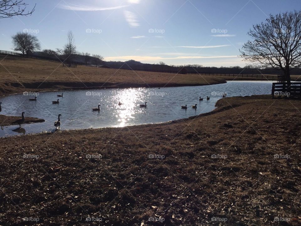 Swans on the pond with sun reflecting off surface farm scene