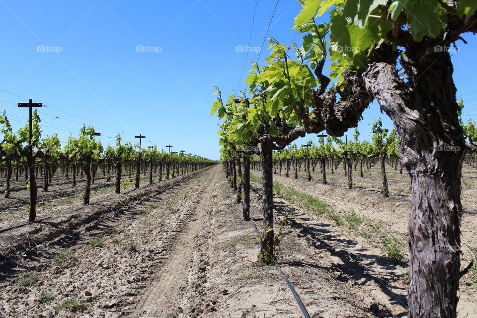 wine Orchard