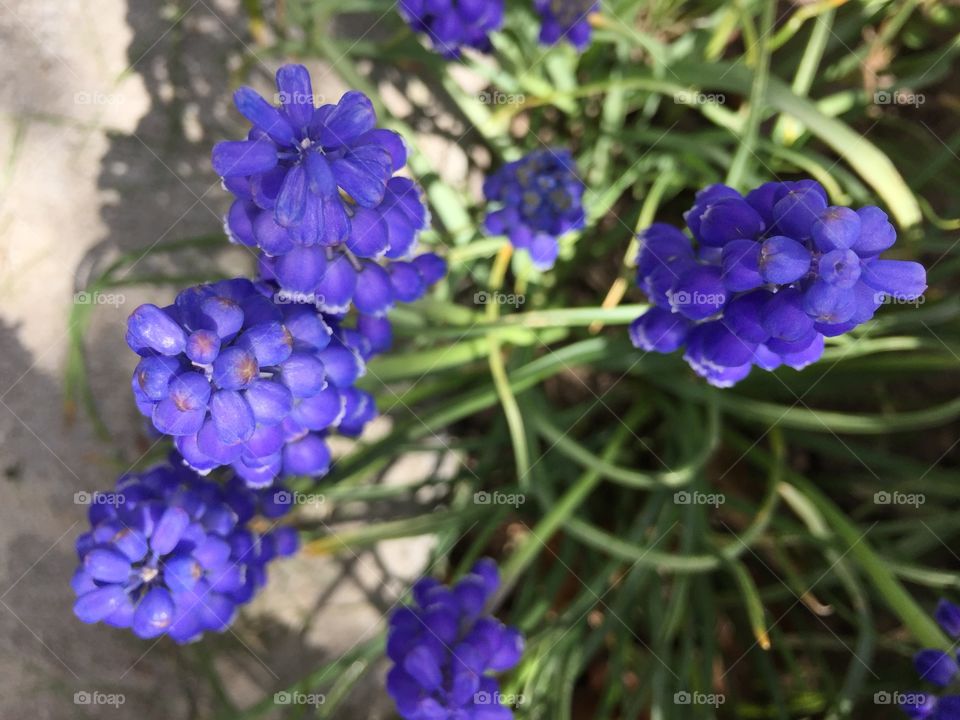 Beautiful Purple Flowers