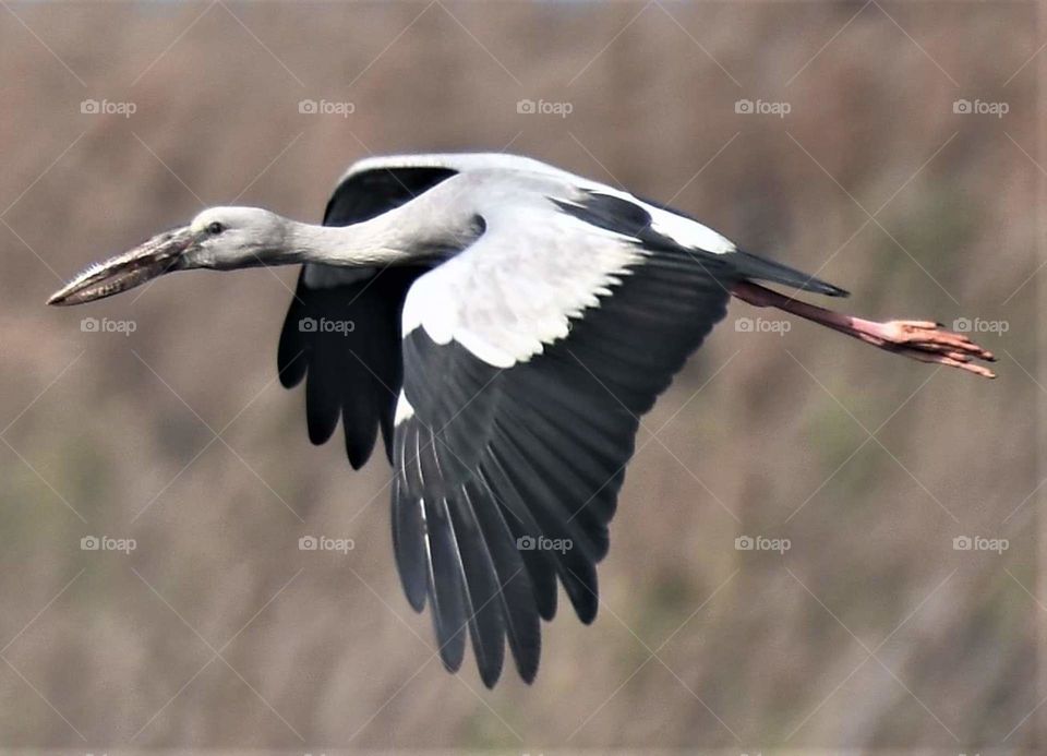 Asian Openbill Stork
Patna Bird Sanctuary,Etah....near Agra
DOP...20-02-2019