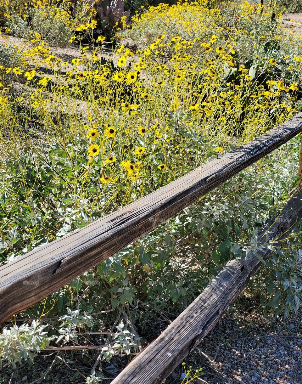 Spring Flowers Behind a Fence